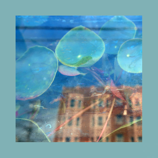 The Reds, Pinks and Purples – 'Acknowledge Kindness'