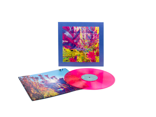 The Reds, Pinks and Purples – 'The Past is a Garden I Never Fed'
